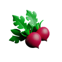Radish